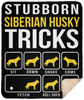 Siberian Husky Stubborn Tricks